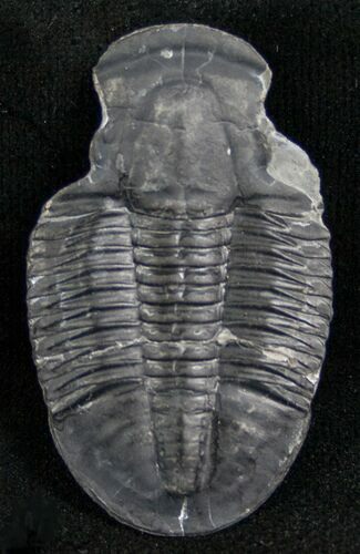 Loose Asaphiscus Wheeleri Trilobite (Molt) #6713